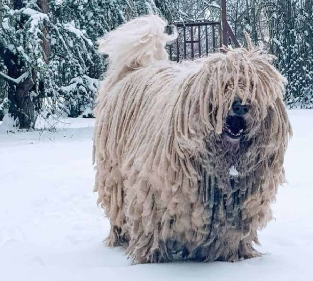huge komondor