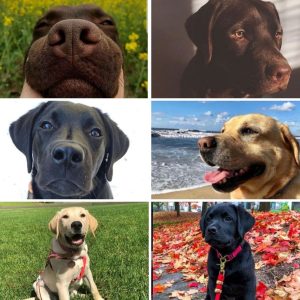 images of labradors