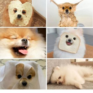 *images of funny pomeranians