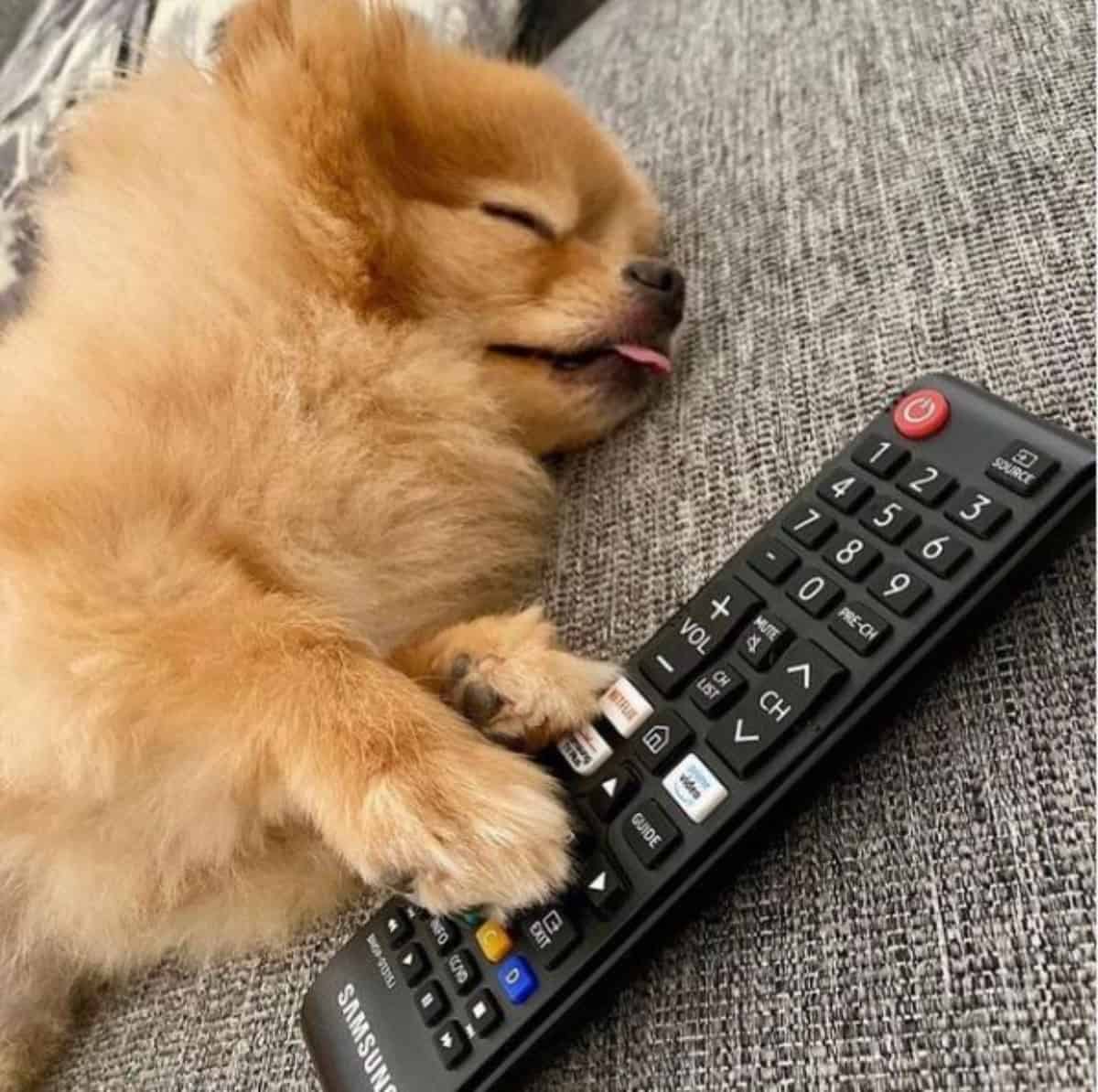 sleeping pomeranian with remote