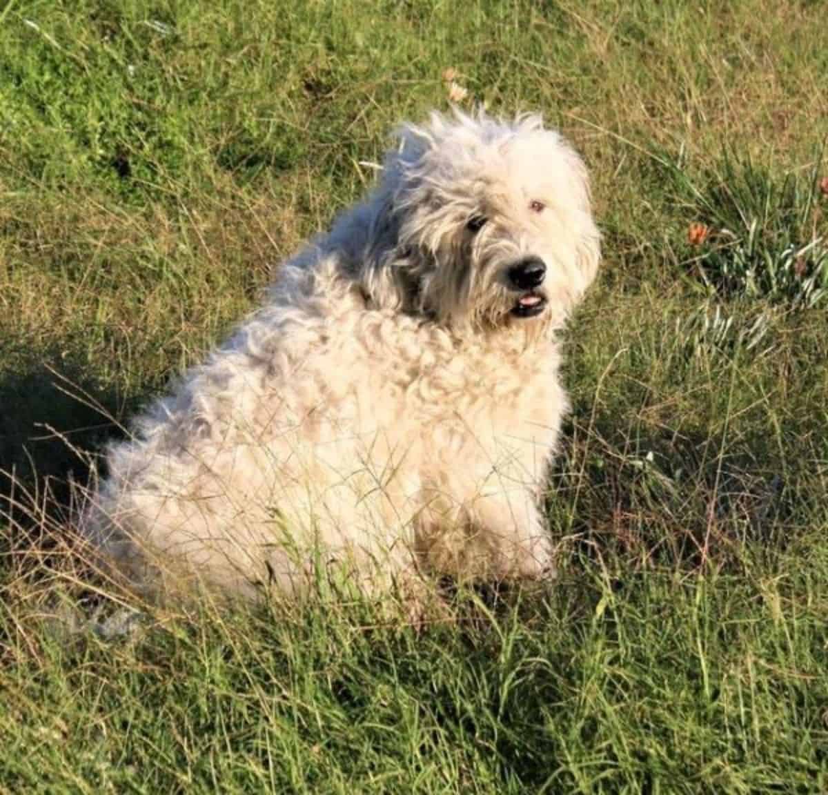 komondor loving the grass
