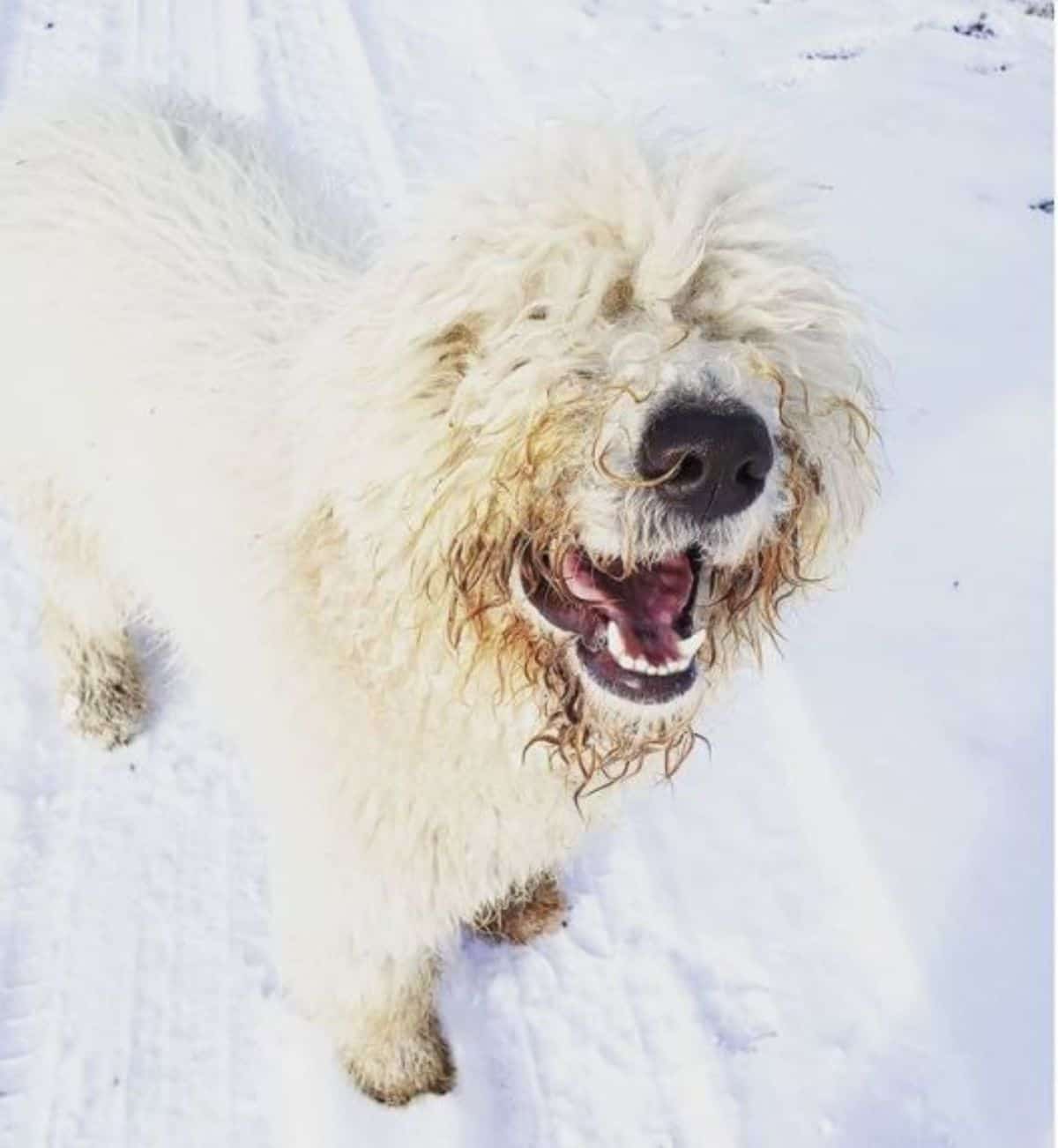 komondor happy in snow