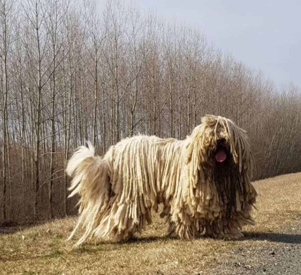 komondor enjoying the outdoors