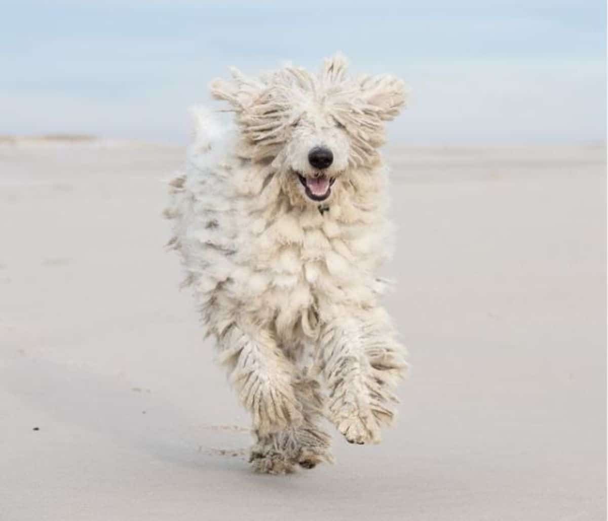 adorable running komondoro