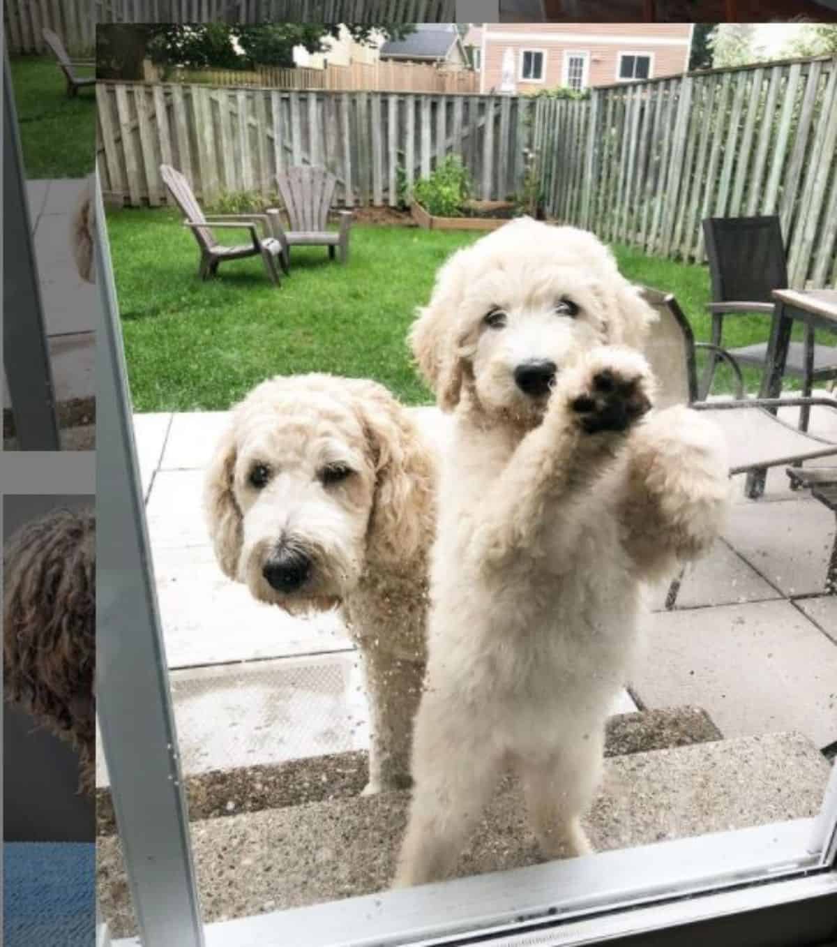 2 komondors staring from the glass door