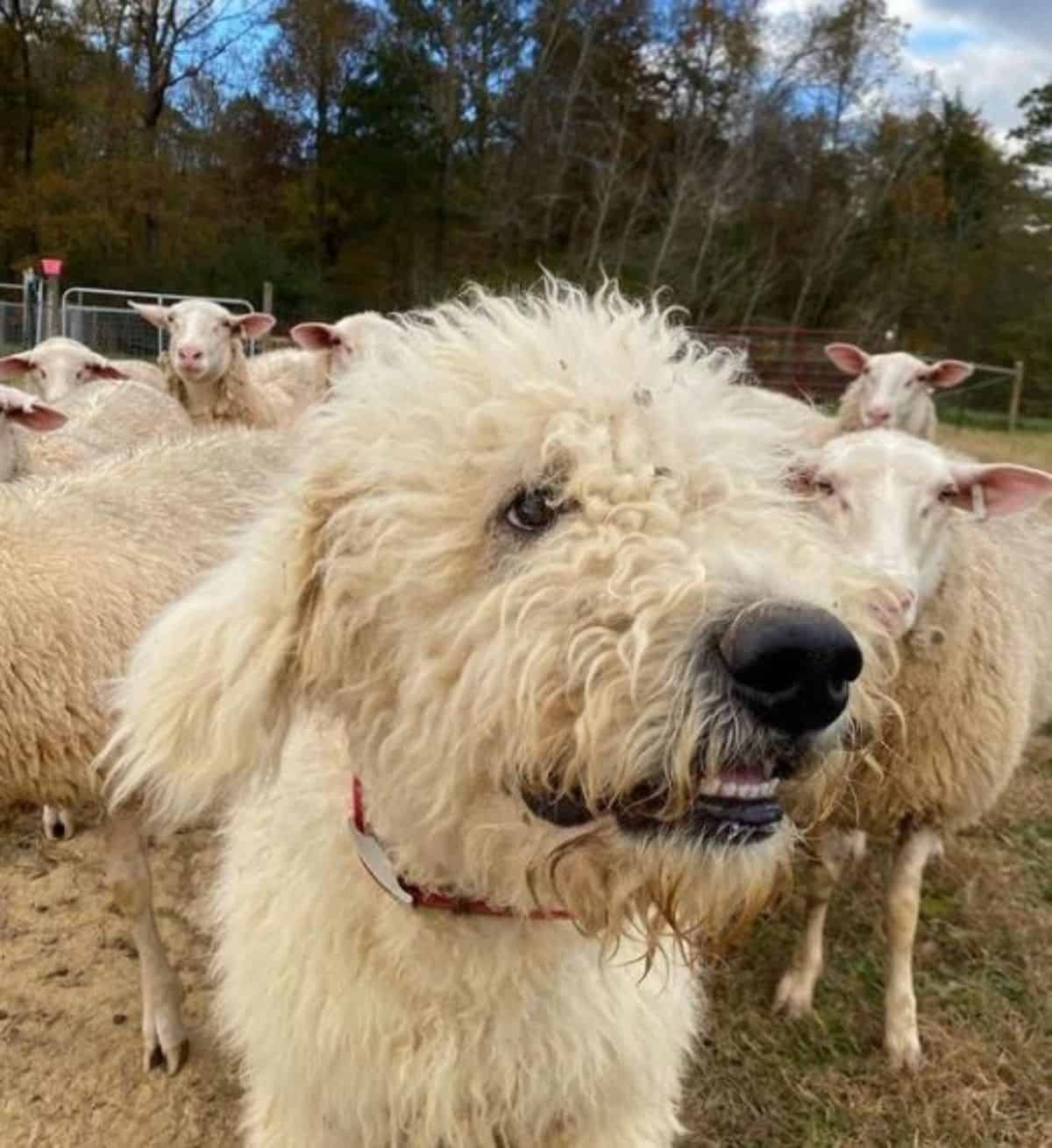komondoro guarding traning with sheep friends