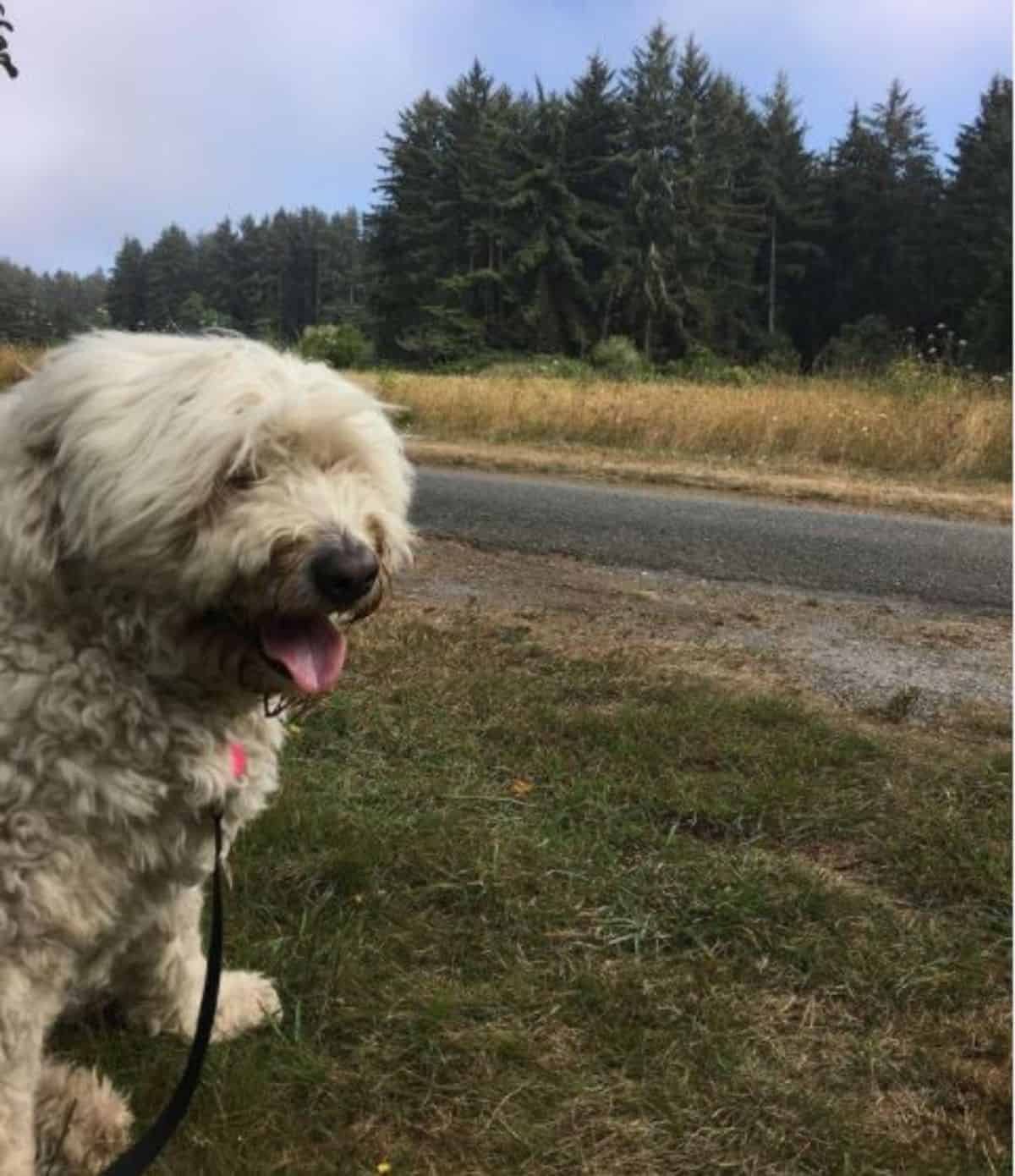 dog with tongue out resting for a while