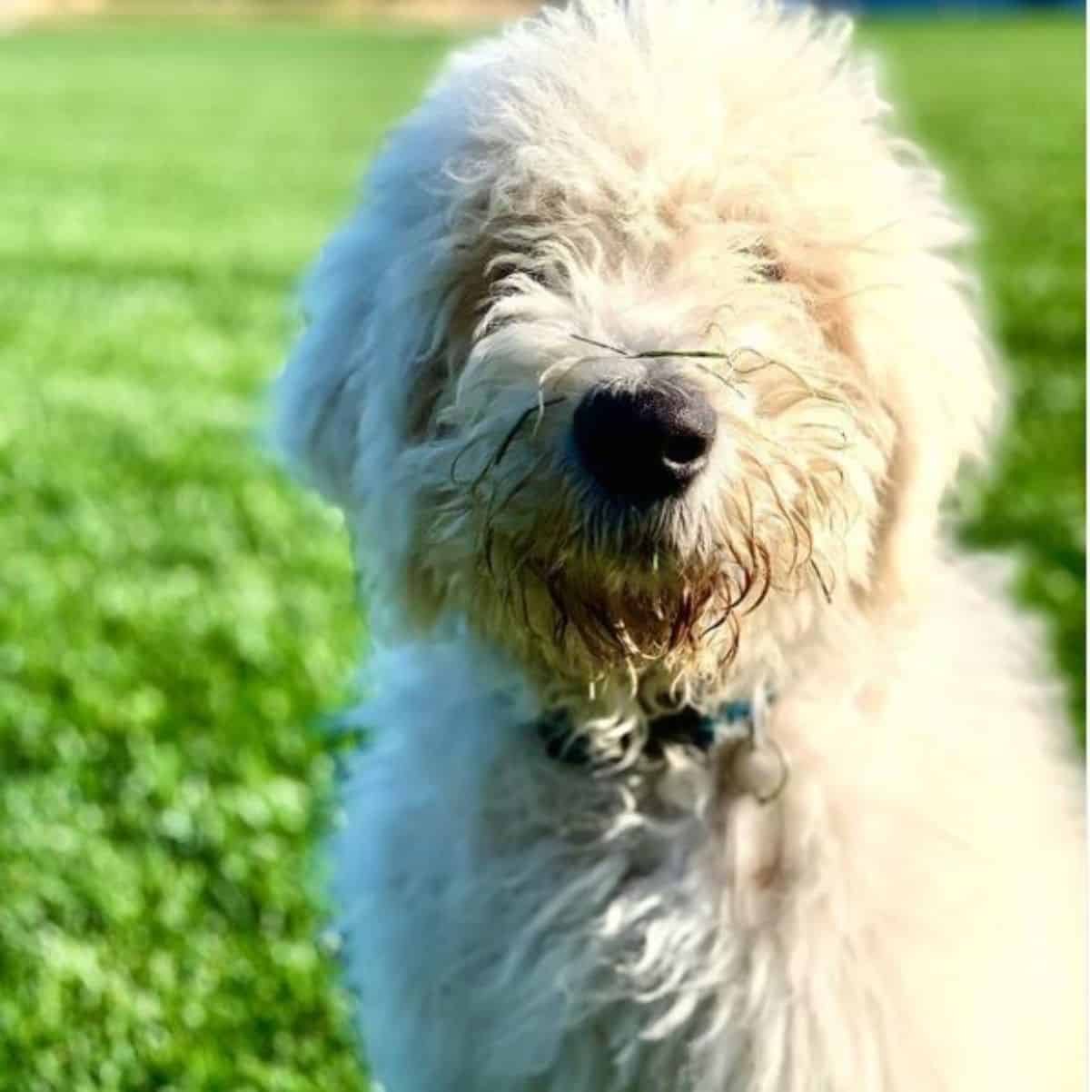 komondor smiling happily 