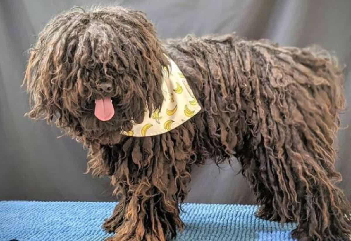 cute little brown komondoro