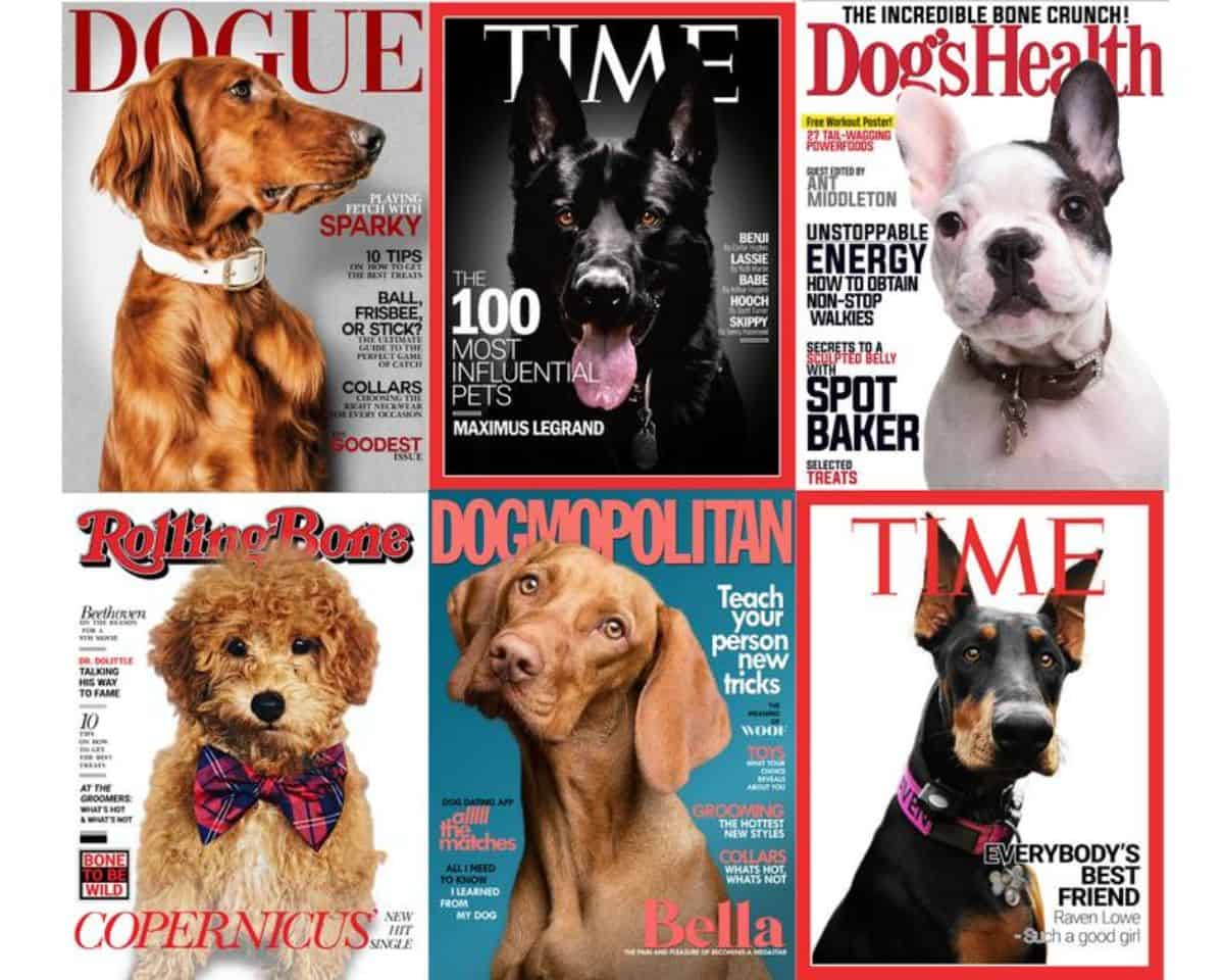 magazine dog portrait 