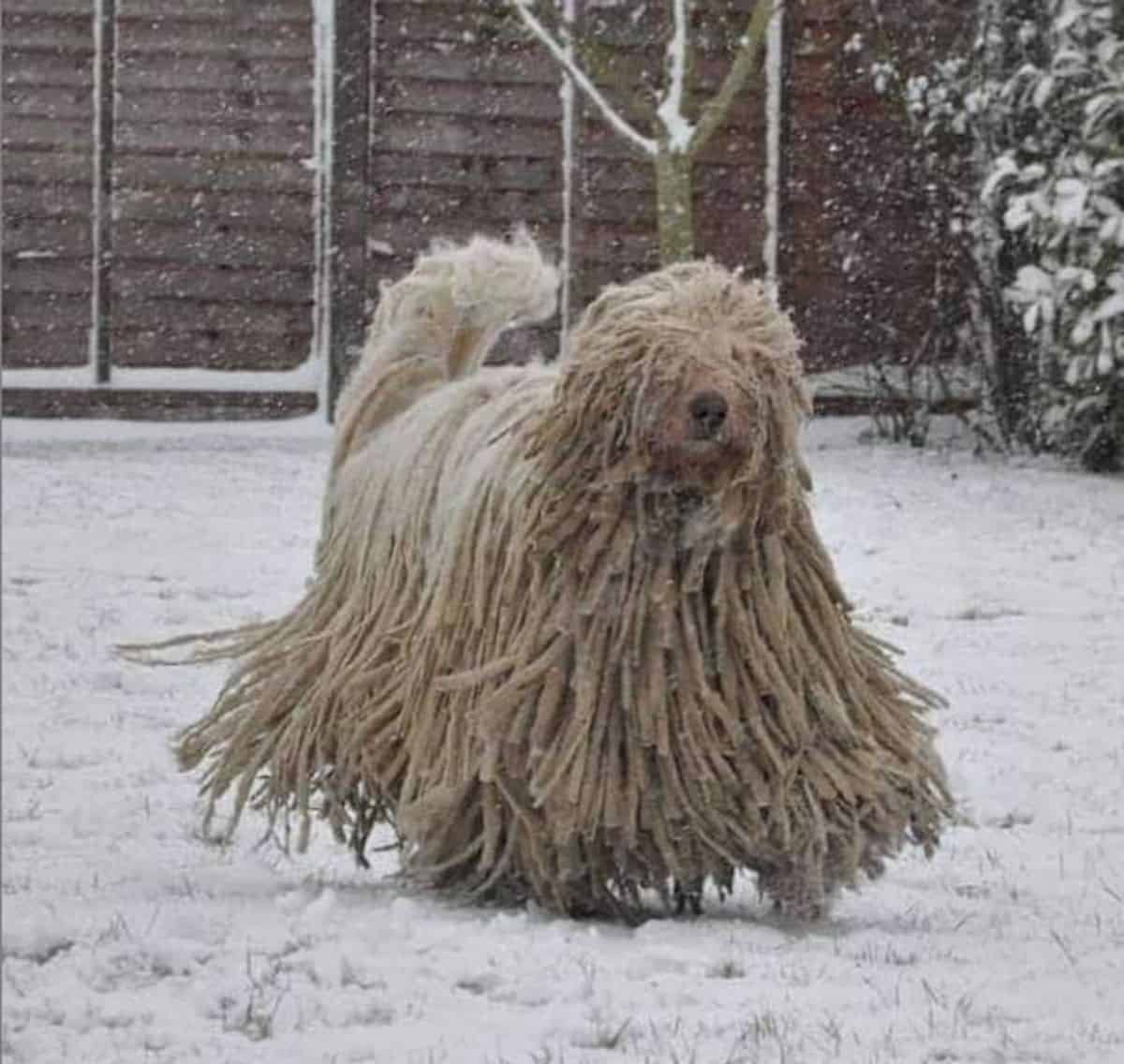 mop-like komo