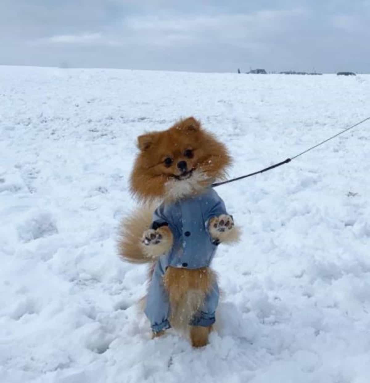 *pomeranian walking in snow