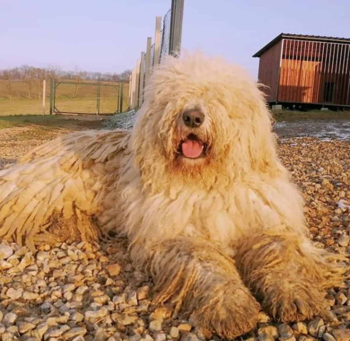 happy resting komondor in the ground