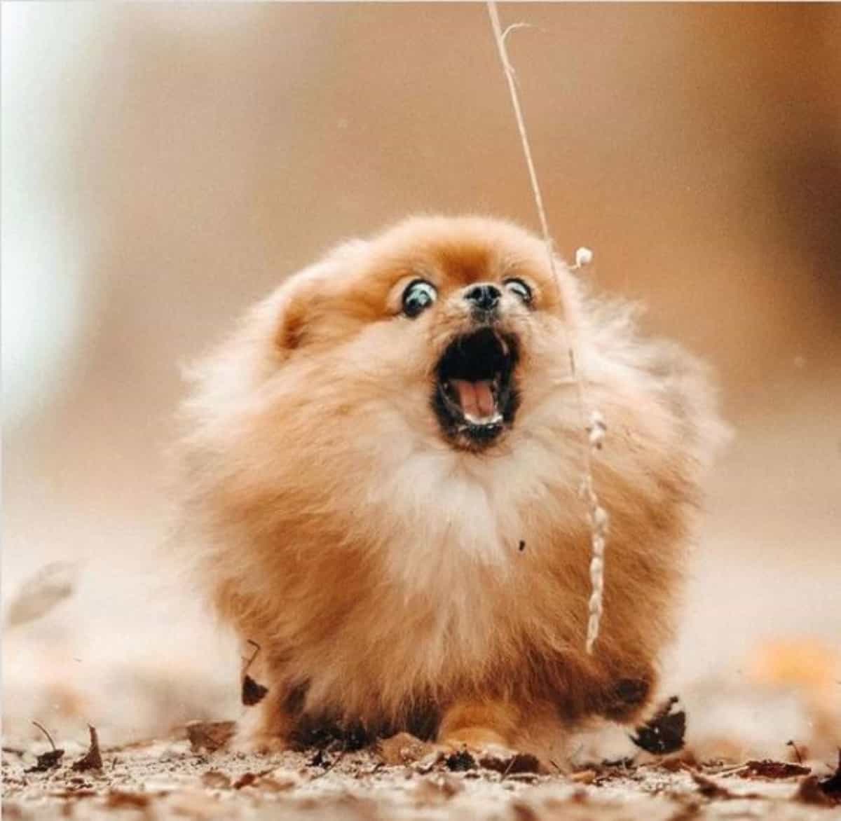 *roaring pom