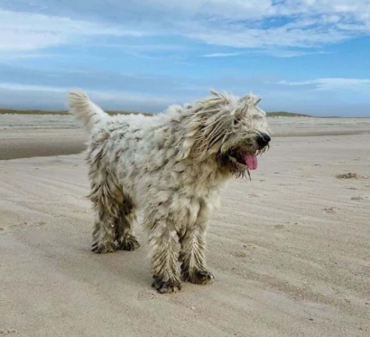 komondor happy for a short walk
