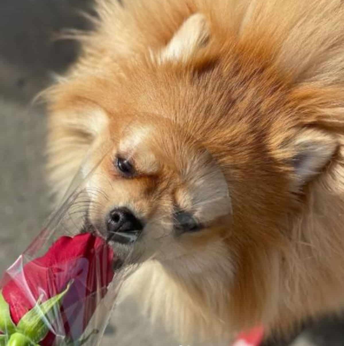*dog smelling the rose with silly face