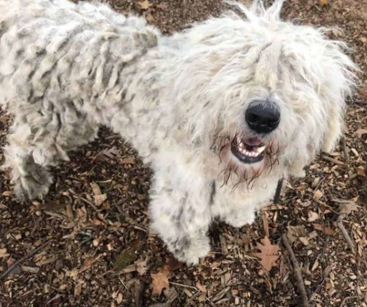 komondor having a great day