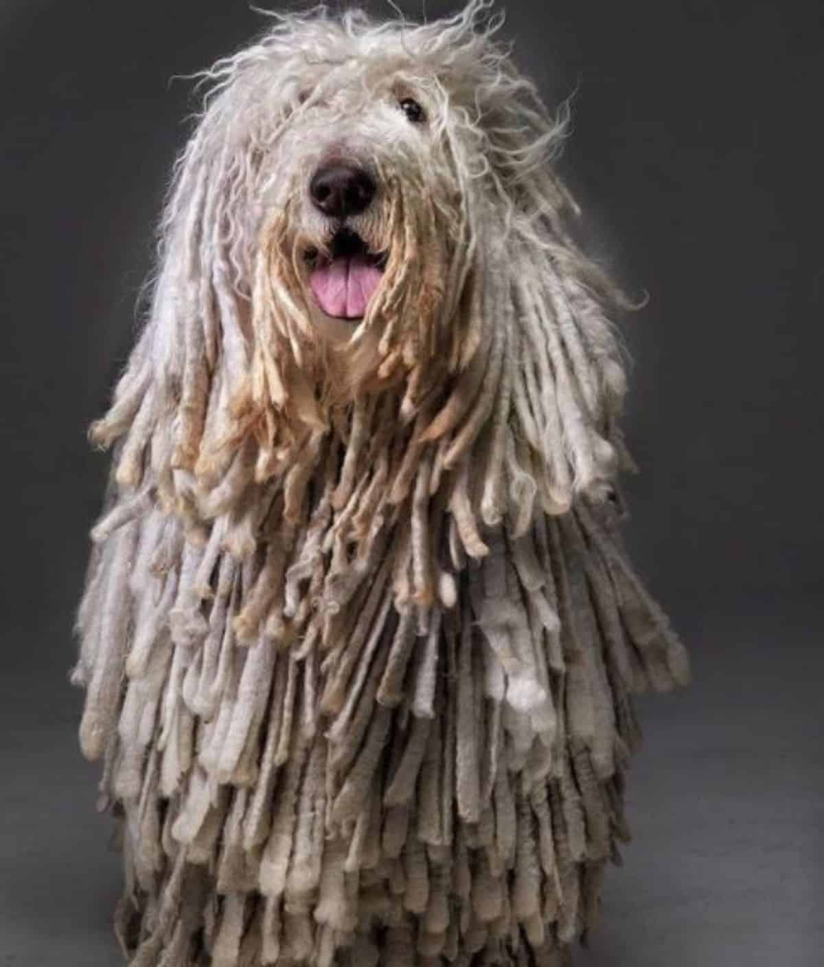 komondor happy to pose for the camera