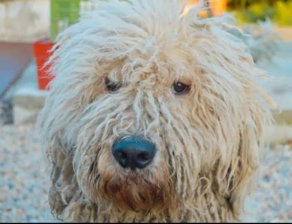 komondor watching you do your day