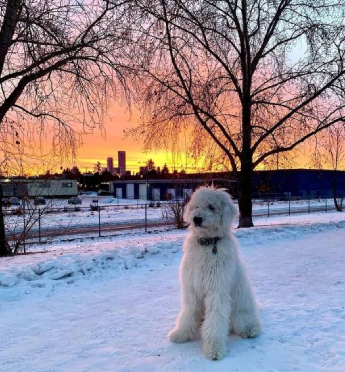 dog and a beautiful sunset and the snow