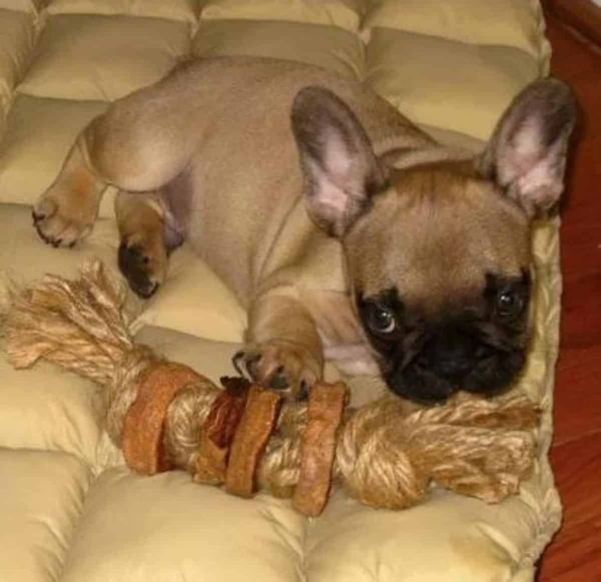 rope with sweet potato dog toy 