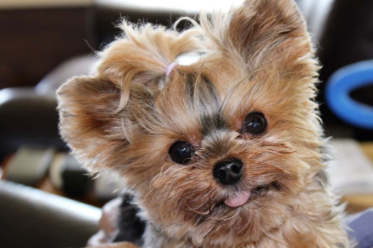 Close up Teacup Yorkie face.