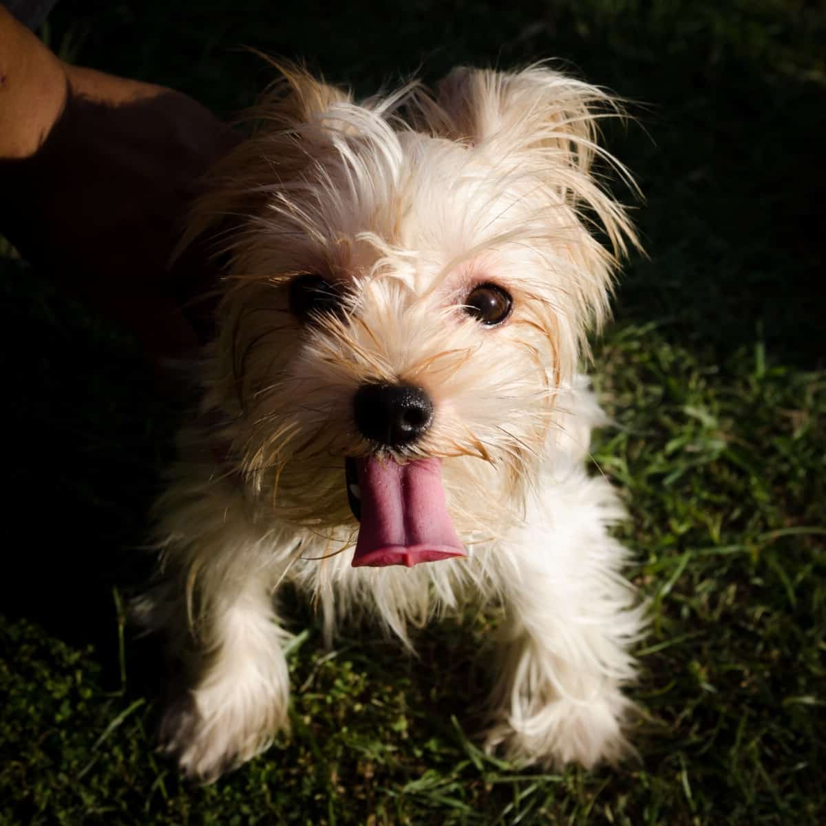 White teacup yorkie.