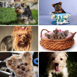 Collage photo featuring teacup yorkies.