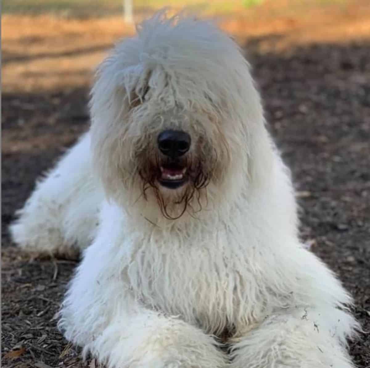 komondor enjoying her rest