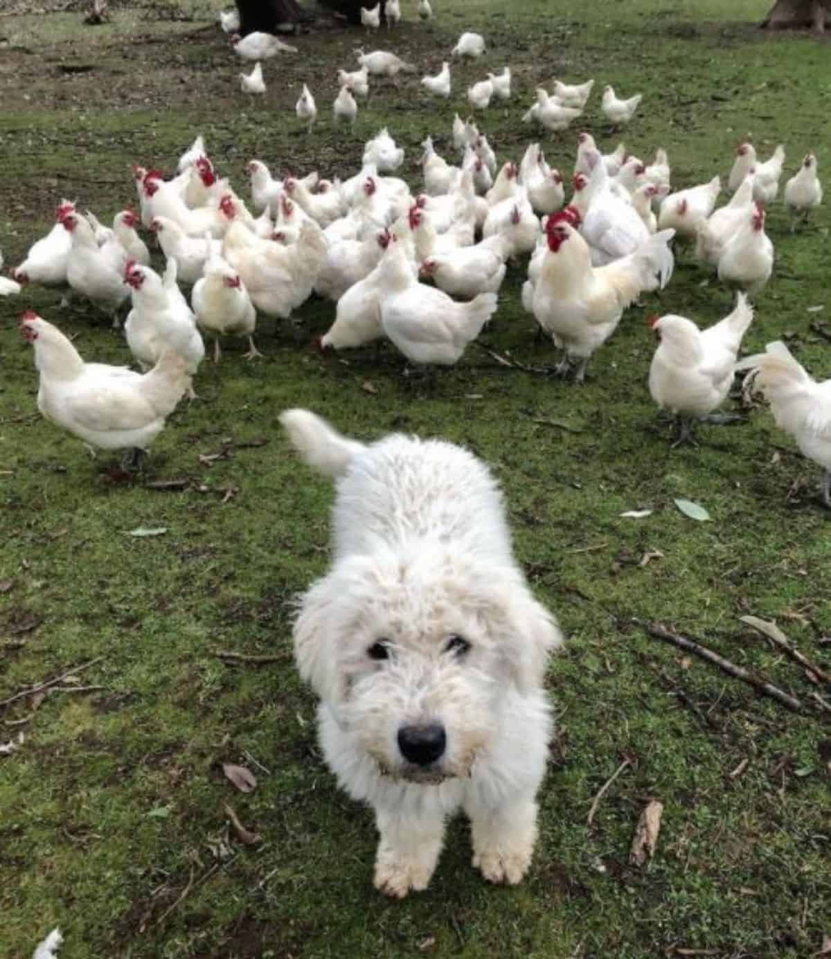 dog with chicken friends