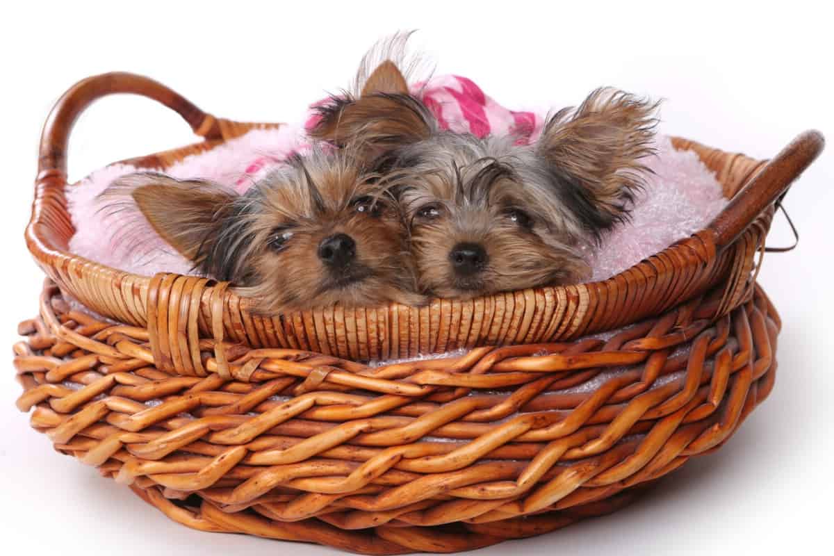 Two teacup yorkies.