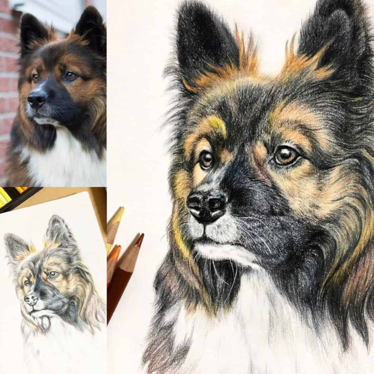 watercolour dog portrait 