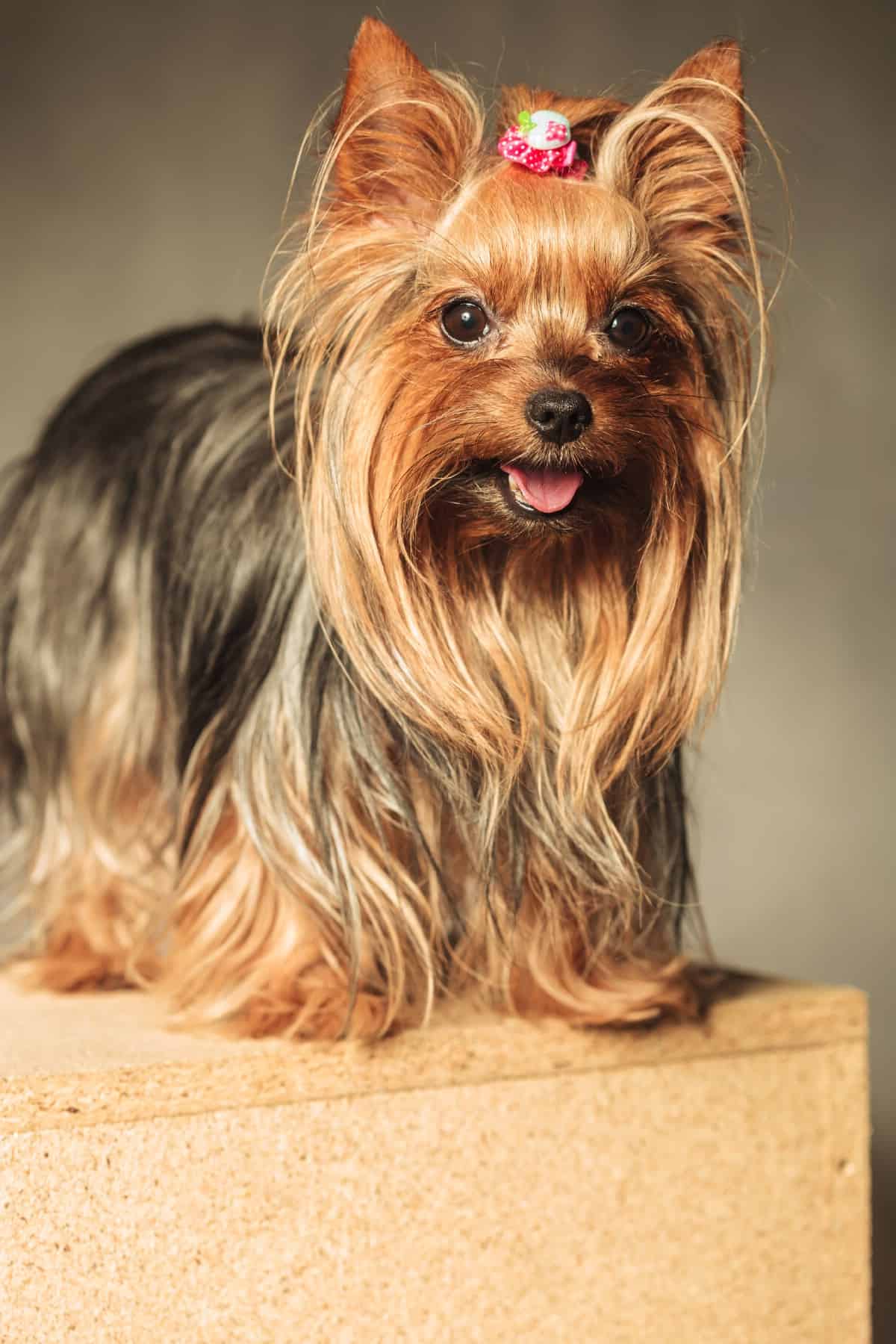 Well groomed teacup yorkie.