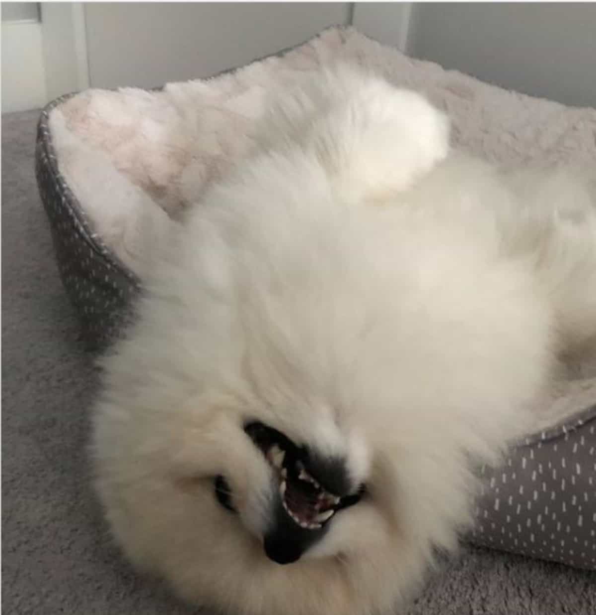 *laying in bed pom