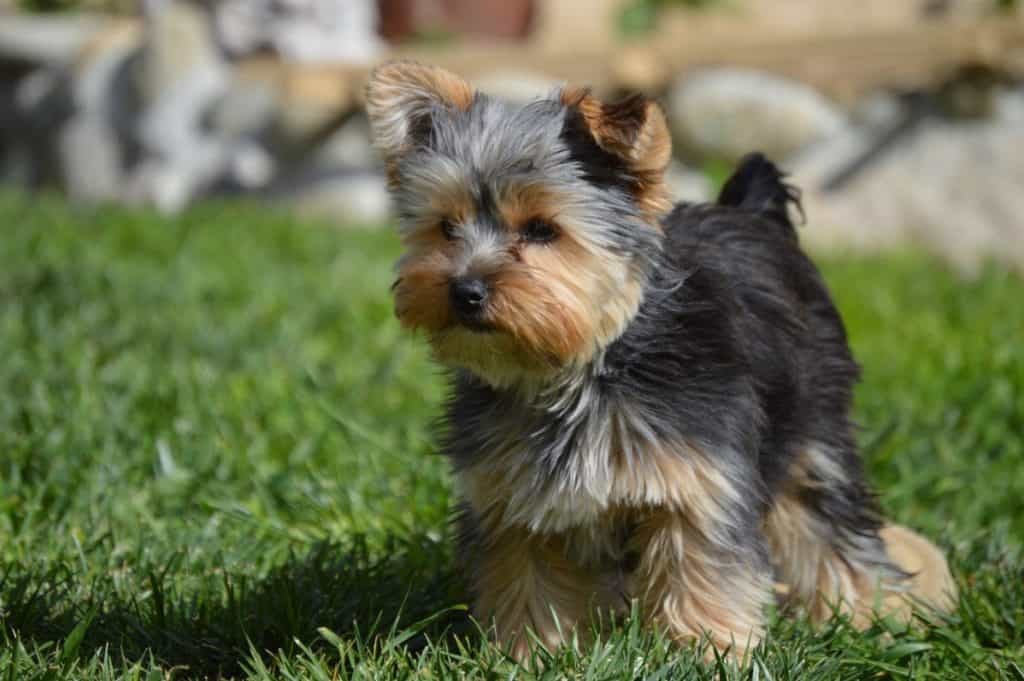 Teacup yorkie in grass.