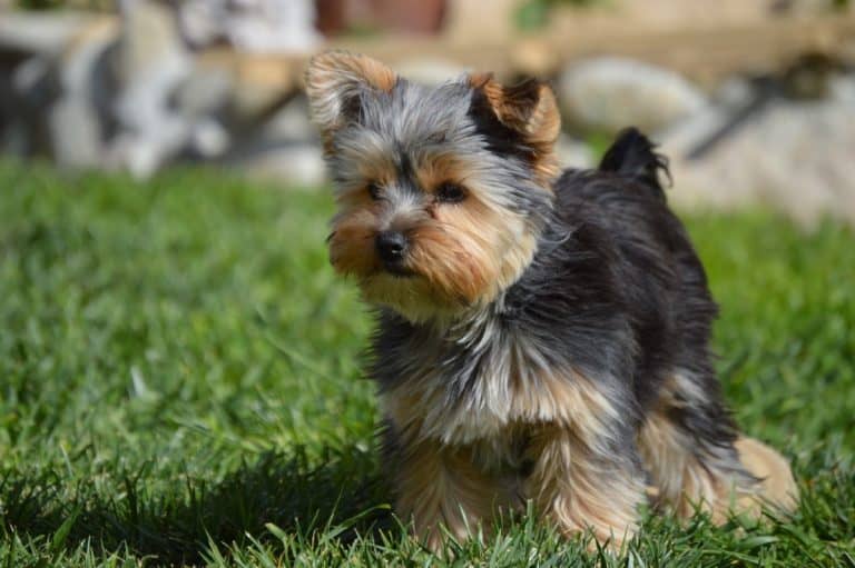 Yorkie Stack Teacup Yorkies - Everything You Need To Know - The Paws